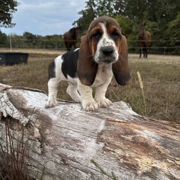 Pink Girl - Black brown and white female Basset Hound puppy in Edgar Springs, Missouri from Red Fern Basset Family