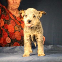 Girl 1 - Australian Cattle Dog puppy in Junction City, Ohio from AE's aka Aunt Ellen's