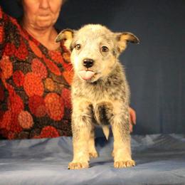 Girl 1 - Australian Cattle Dog puppy in Junction City, Ohio from AE's aka Aunt Ellen's