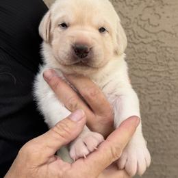Girl 1 - Yellow female Labrador Retriever puppy in Gilbert, Arizona from Mad Rabbit Labradors