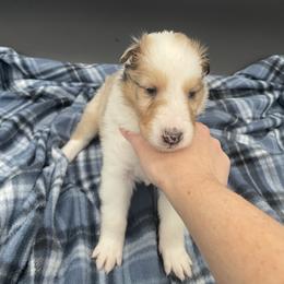Drummer - Sable merle and white male Collie puppy in Bamberg, South Carolina from Shakhor Ohr Collies and Pomeranians