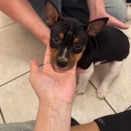 Ricky - White black and tan male Rat Terrier puppy in Spur, Texas from Adams Puppies