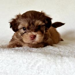 Shih Tzu Puppies from Nelly Kolomiyets