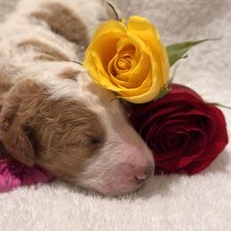 Goldendoodle Puppies from Nash Doodles
