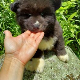 Disciple - Black male Siberian Husky puppy in West Liberty, Ohio from Skyfallsiberians