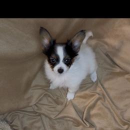 Cookie - White black and tan female Papillon puppy in Howe, Oklahoma from Southern Sweet Papillons