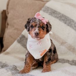 Biscotti - Tri-color female Bernedoodle puppy in Cold Spring, Minnesota from A.N.A. Doodles