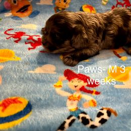 Cavapoo Puppies from Enchantment Cavapoo & Pugapoo Puppies