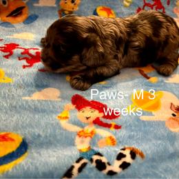 Cavapoo Puppies from Enchantment Cavapoo & Pugapoo Puppies