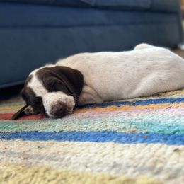 Patience - German Shorthaired Pointer puppy from GSP Pointer Family