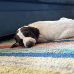 Patience - German Shorthaired Pointer puppy from GSP Pointer Family