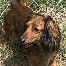 Ruby - Dachshund