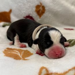 KitKat - Brindle and white female Cardigan Welsh Corgi puppy in Mishawaka, Indiana from Squires Corgi Cottage