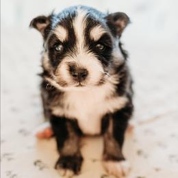 Oswald - Tri-color male Pomsky puppy in Mc Callsburg, Iowa from SZ Rolling Acres LLC