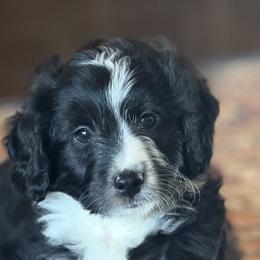 Woodstock💛 - Black tri-color male Aussiedoodle puppy in Granbury, Texas from Triple Cross Doodles