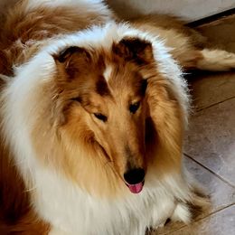 Sophie - Collie