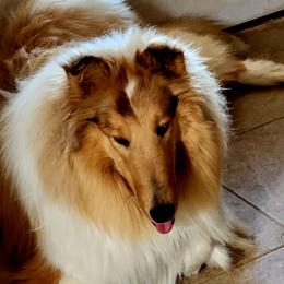 Sophie - Collie