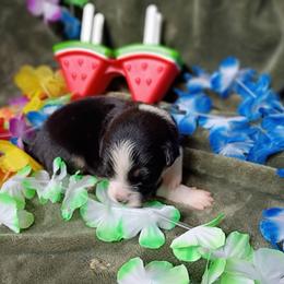 Johnny (blue collar) - Black tri-color male Australian Shepherd puppy in Okeechobee, Florida from Rothsolid Aussies