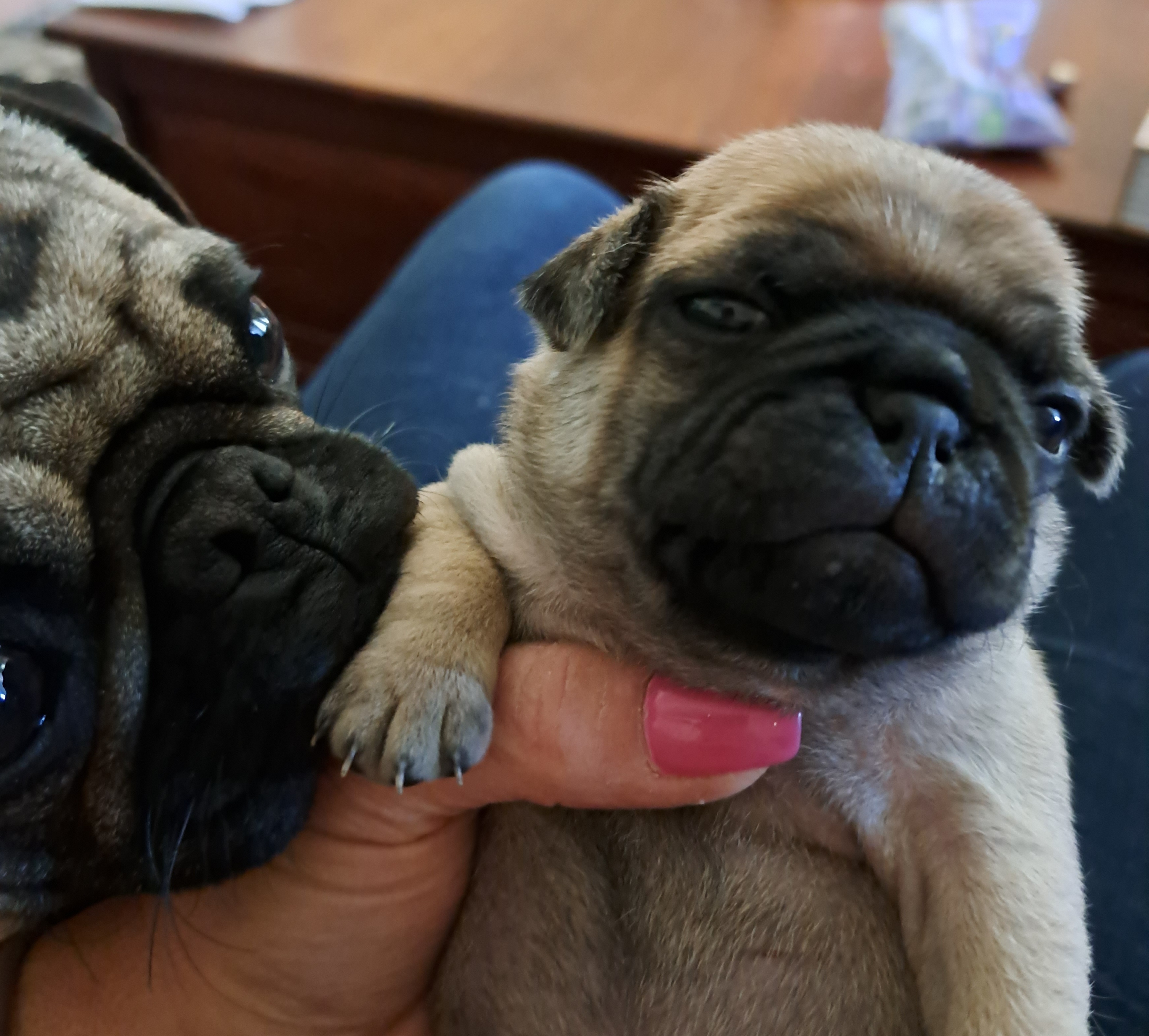 Pug Puppies from Cj Snuggle Pugs