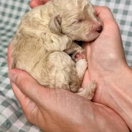 Orion - Cream male Poodle puppy in Cartersville, Georgia from Little Legacy Puppies