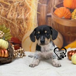 Specks (smooth coat) - Dapple male Dachshund puppy in Nashville, Arkansas from Cuddles n Curls