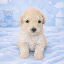 Marshmallow - Gold male Shihpoo puppy in Hertford, North Carolina from Heaven Sent Shihpoo's