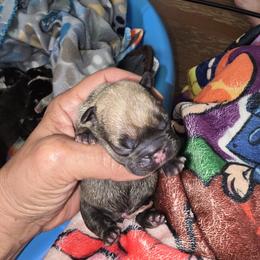 Chocolate fawn - Fawn and white female French Bulldog puppy in Summerville, Tennessee from R&J Frenchie