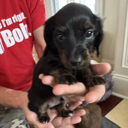 Dachshund Puppies from Hannau Doxies