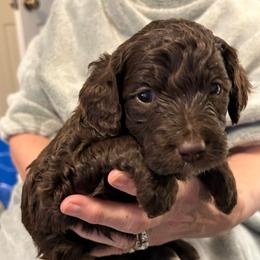 Butterfinger - Brown and white female Bernedoodle puppy in Westminster, South Carolina from Goldendoodlepuppiessc