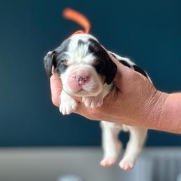 Poet - Black white and tan male English Springer Spaniel puppy in Tupalo, Mississippi from Butterfield Trail Farm