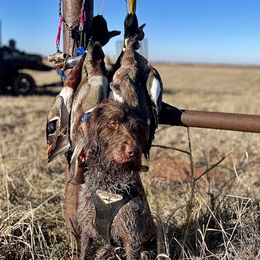 Thor - Wirehaired Pointing Griffon