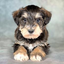 Tucker - Salt and pepper male Miniature Schnauzer puppy in Ely, Nevada from Great Basin Miniature Schnauzers