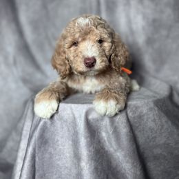 Betty's Orange Collar Boy - Apricot male Goldendoodle puppy in Piedmont, South Carolina from The Farm at Saluda Ridge