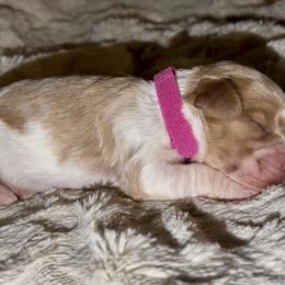 Pink Collar - Blenheim female Cavapoo puppy in Redding, California from Lipscomb Doodles