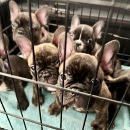 French Bulldog Puppies from Dreamabuls French Bulldogs