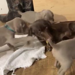 Weimaraner Puppies from Golden Hill’s Weimaraner’s