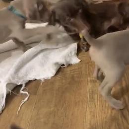 Weimaraner Puppies from Golden Hill’s Weimaraner’s