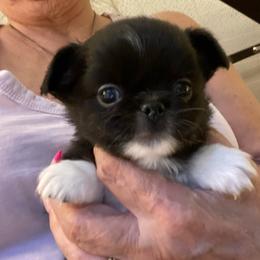 Sawyer - Black and white male Chihuahua puppy in Red Bluff, California from Aye Chihuahua