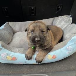 Liberty - Sable female German Shepherd puppy in Livingston, Kentucky from Illyria Dox & GSD