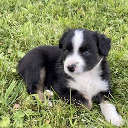 Miniature Australian Shepherd Puppies from 5 Star Mini Aussies