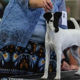 Harriers and Smooth Fox Terriers from Sheez-Beez Kennel