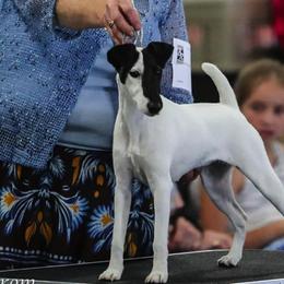 Harriers and Smooth Fox Terriers from Sheez-Beez Kennel