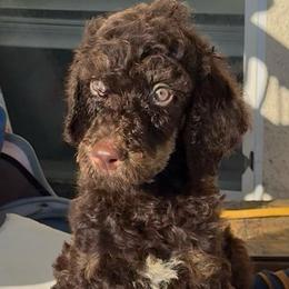 Sundrift - Brown male Poodle puppy in Corona, California from Garden Of Poodles