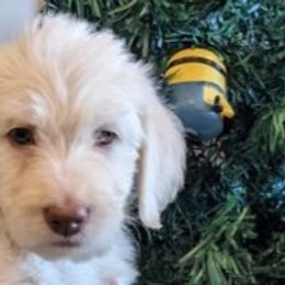 Clover - Cream Labradoodle puppy in Siloam Springs, Arkansas from Siloam Doodles