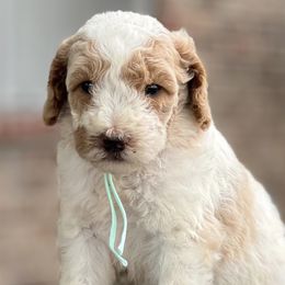 Poodles from Fields Poodles