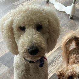 Champ - Goldendoodle