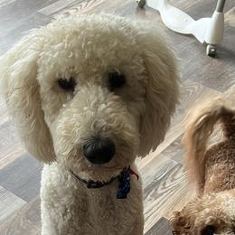 Champ - Goldendoodle