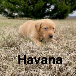 Havana - Yellow female Labrador Retriever puppy in Mineral, Virginia from Canine Assist