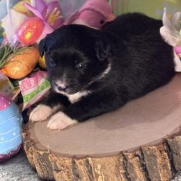 Dory - Black & white female Miniature Australian Shepherd puppy in California from Eagle River Aussies