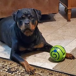 Gaia - Rottweiler